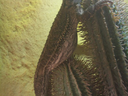 Bartagame