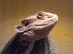 Bartagame