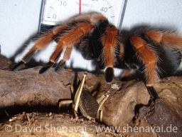 VS_BrachypelmaBoehmei