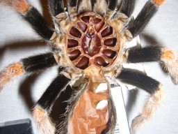VS_BrachypelmaBoehmei