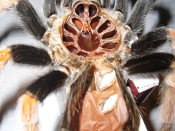 VS_BrachypelmaBoehmei