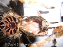 VS_BrachypelmaBoehmei