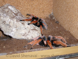 VS_BrachypelmaBoehmei