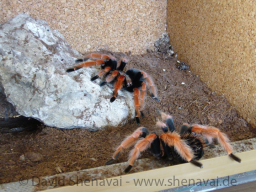 VS_BrachypelmaBoehmei