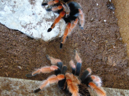 VS_BrachypelmaBoehmei