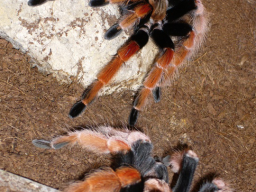 VS_BrachypelmaBoehmei