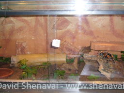 VS_BrachypelmaSmithi