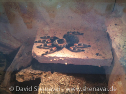 VS_BrachypelmaSmithi
