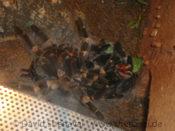 VS_BrachypelmaSmithi