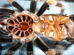 VS_BrachypelmaSmithi