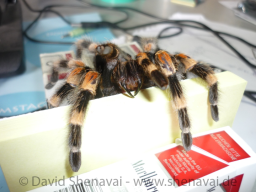 VS_BrachypelmaSmithi
