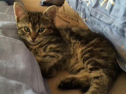 Luna