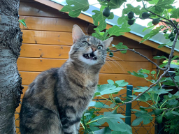 Luna