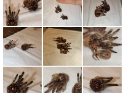 VS_MonocentropusBalfouri