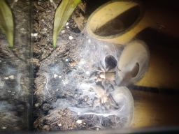 VS_MonocentropusBalfouri