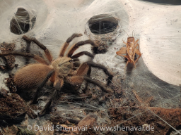 VS_MonocentropusBalfouri