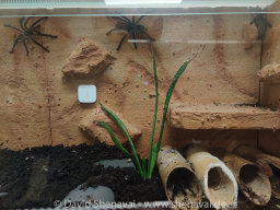 VS_MonocentropusBalfouri