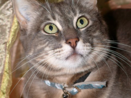 Oscar