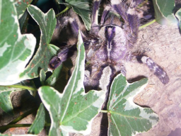 VS_PoecilotheriaRegalis