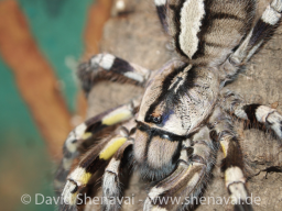 VS_PoecilotheriaRegalis