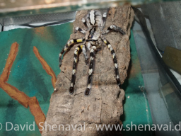 VS_PoecilotheriaRegalis