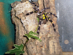 VS_PoecilotheriaRegalis