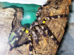VS_PoecilotheriaRegalis