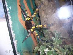 VS_PoecilotheriaRegalis