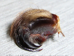 VS_PoecilotheriaRegalis