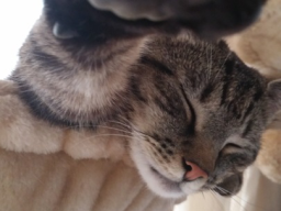 Sammy